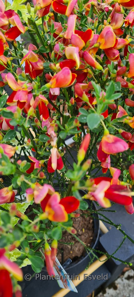 Cytisus ‚Palette‘