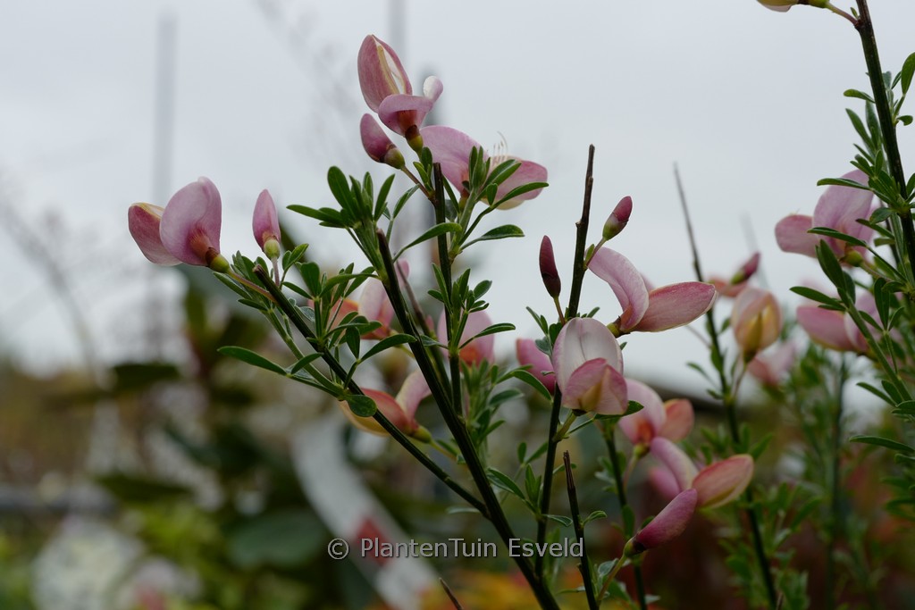 Cytisus ‚Zeelandia‘