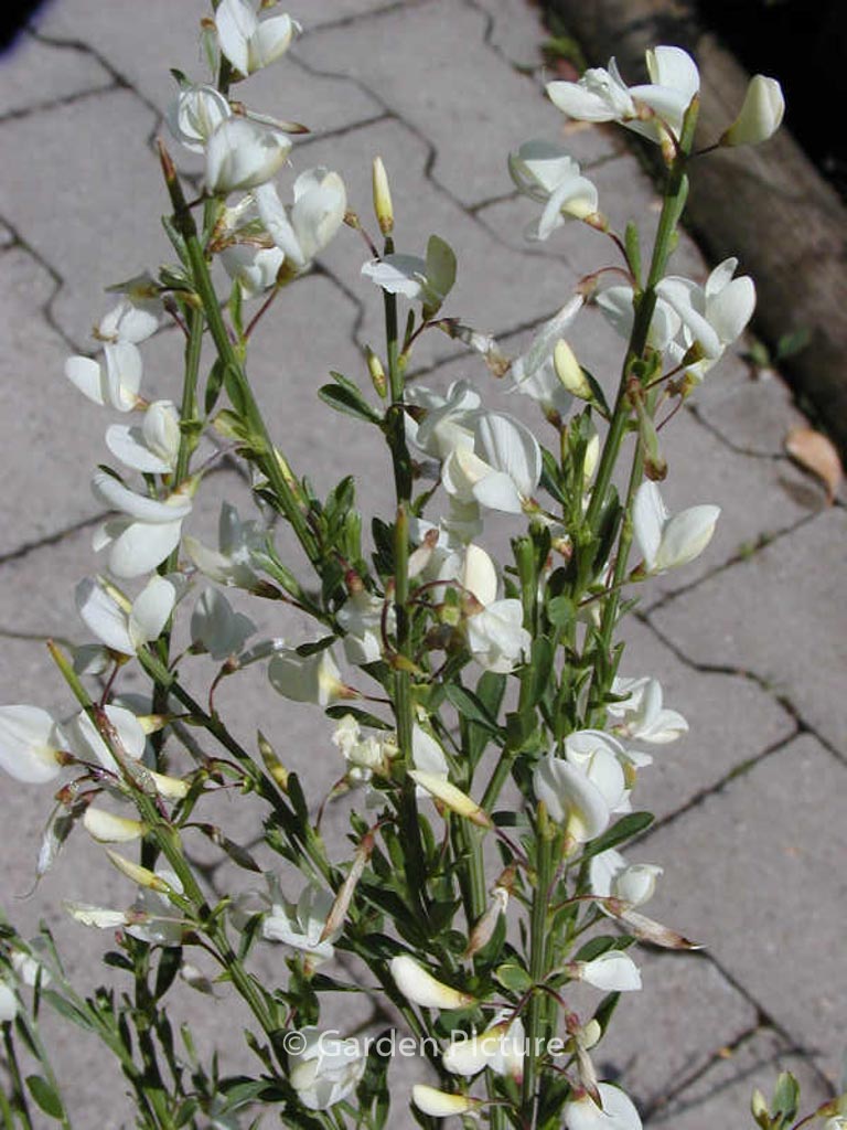 Cytisus praecox ‚Albus‘