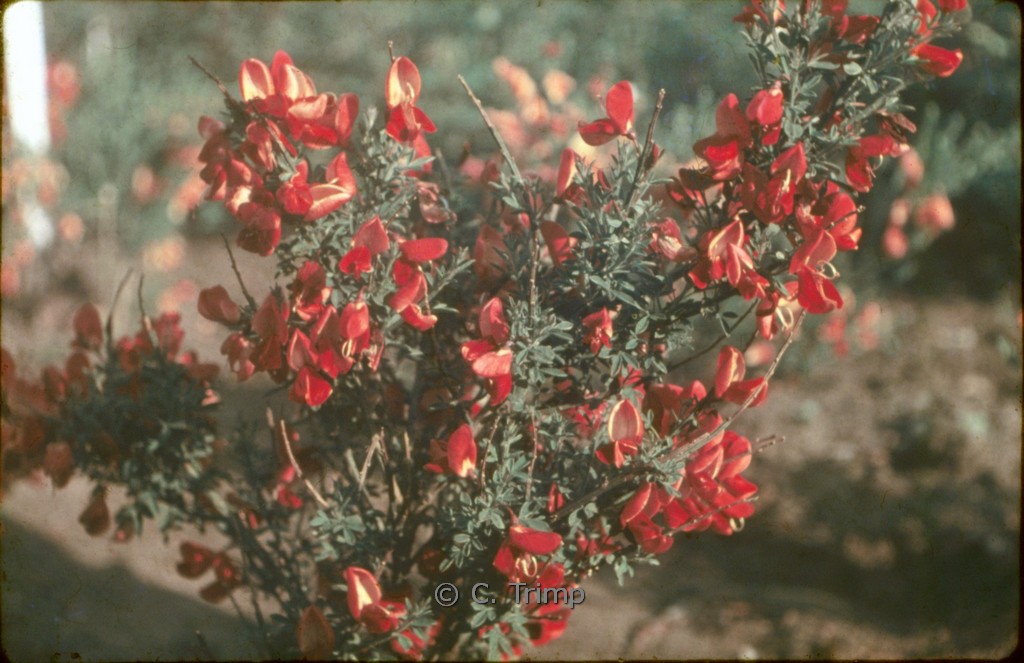 Cytisus praecox ‚Hollandia‘