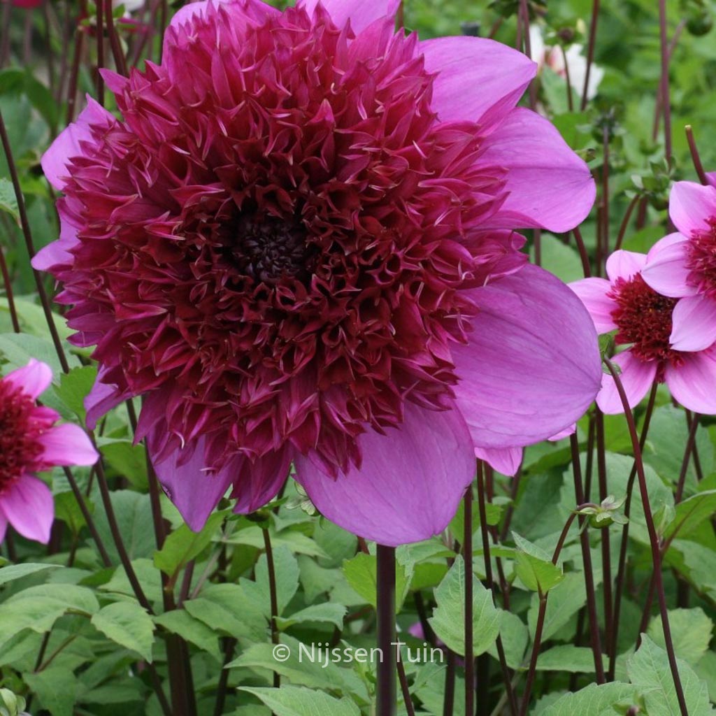 Dahlia ‚Blue Bayou‘