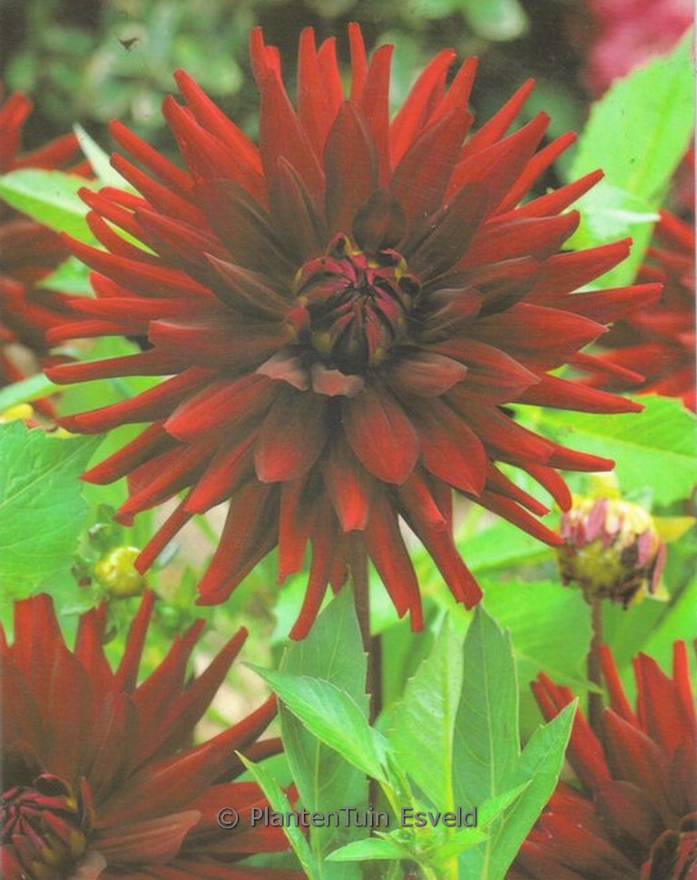 Dahlia ‚Chat Noir‘