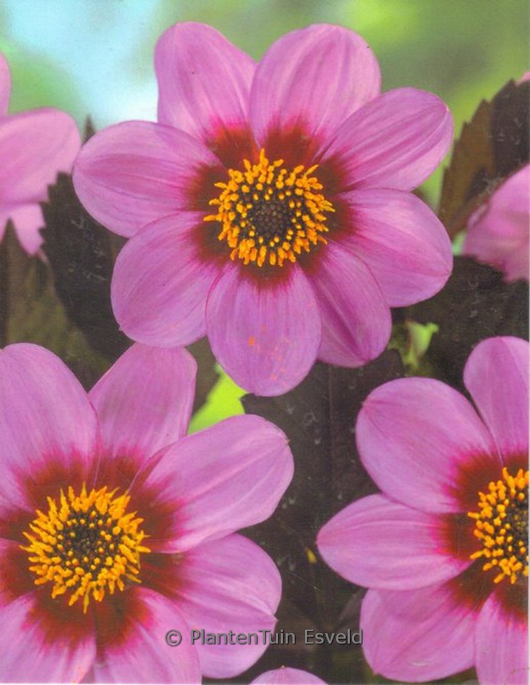 Dahlia ‚Happy Single Wink‘