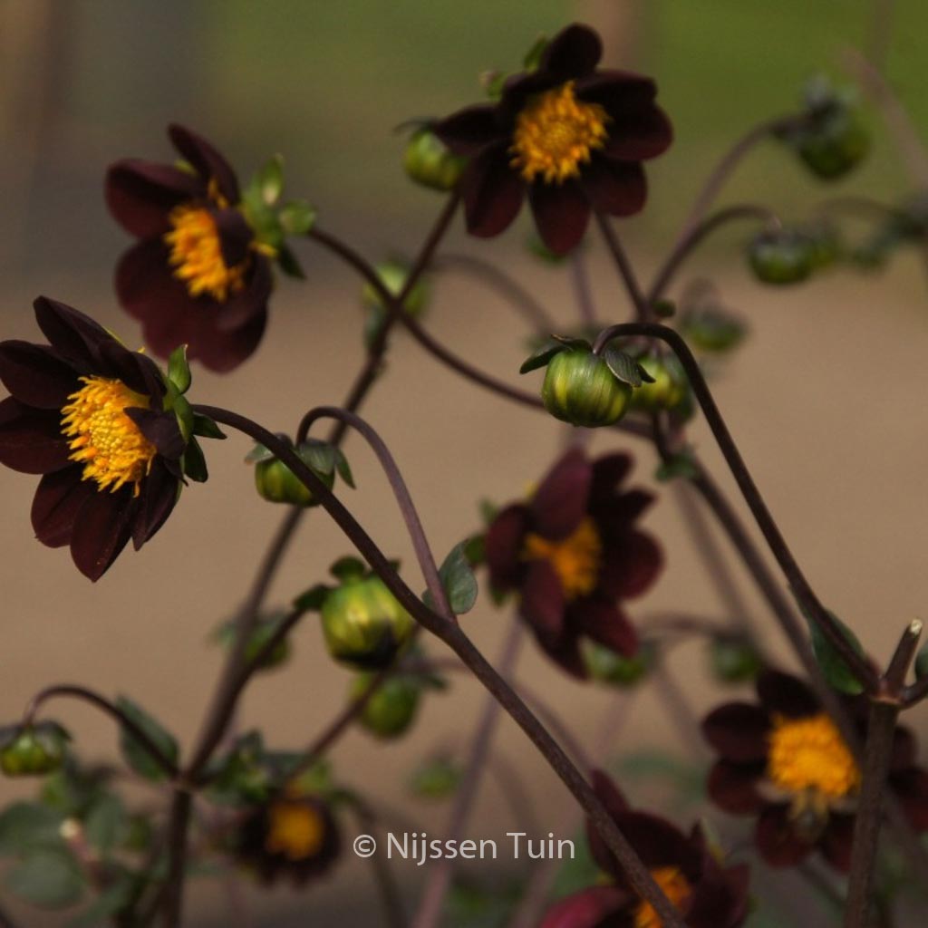 Dahlia ‚Mexican Star‘