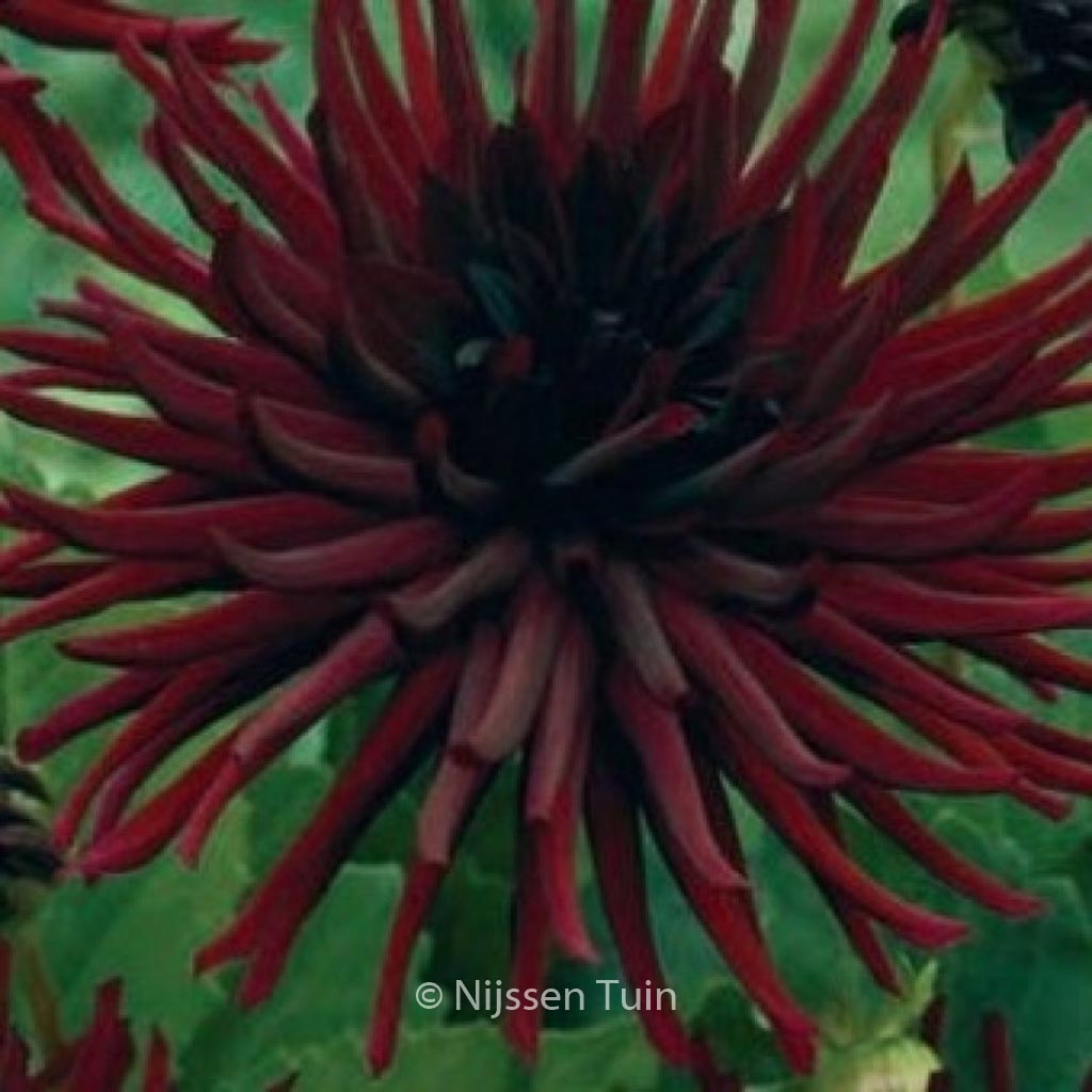 Dahlia ‚Nuit d’Ete‘