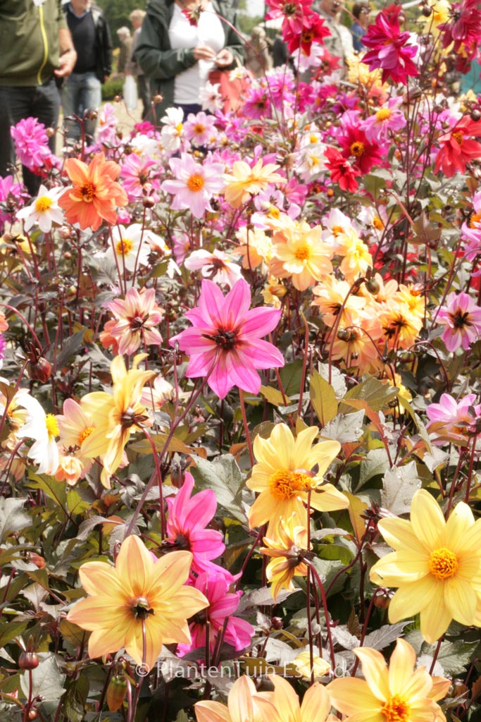 Dahlia in soorten