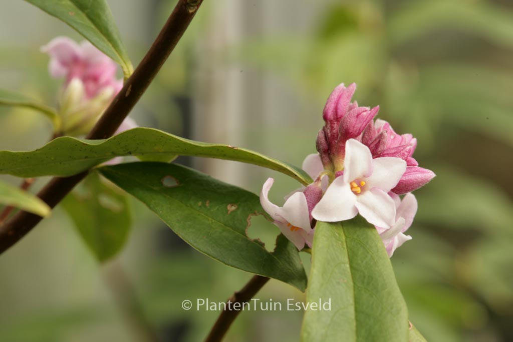 Daphne bholua ‚Jacqueline Postell‘