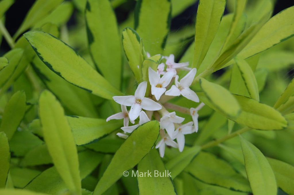 Daphne burkwoodii ‚Golden Treasure‘