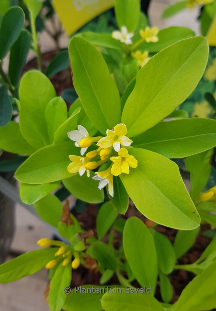 Daphne gemmata ‚Royal Crown‘