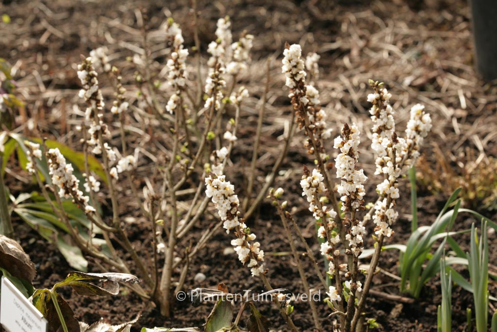 Daphne mezereum ‚Alba‘