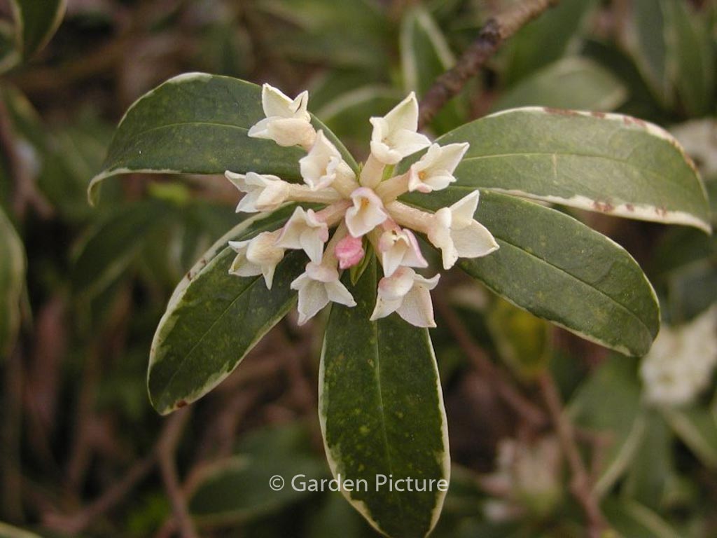 Daphne odora ‚Aureomarginata‘