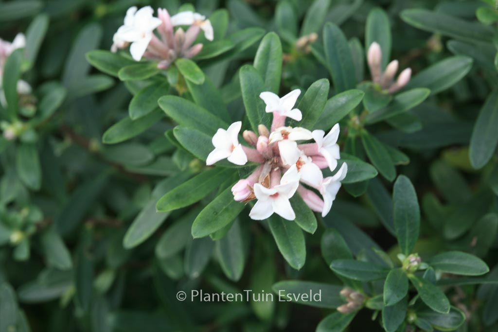 Daphne transatlantica ‚Blafra‘ (ETERNAL FRAGRANCE)