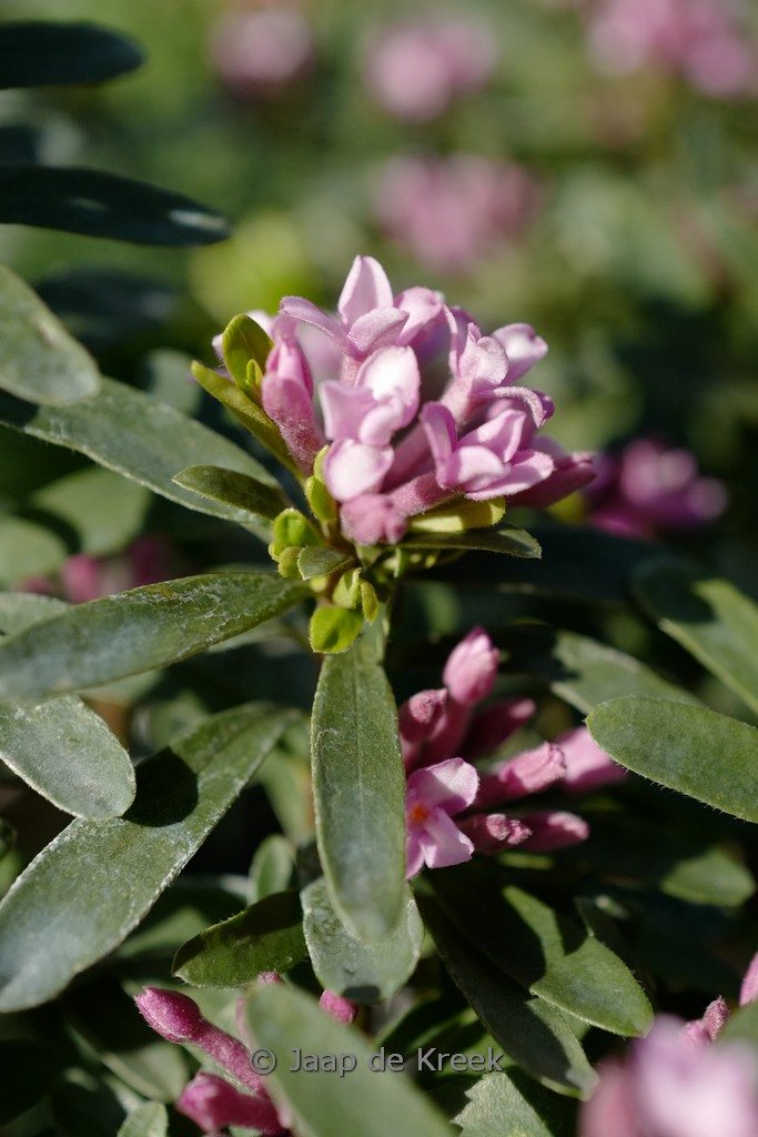 Daphne transatlantica ‚Blapink‘ (PINK FRAGRANCE)