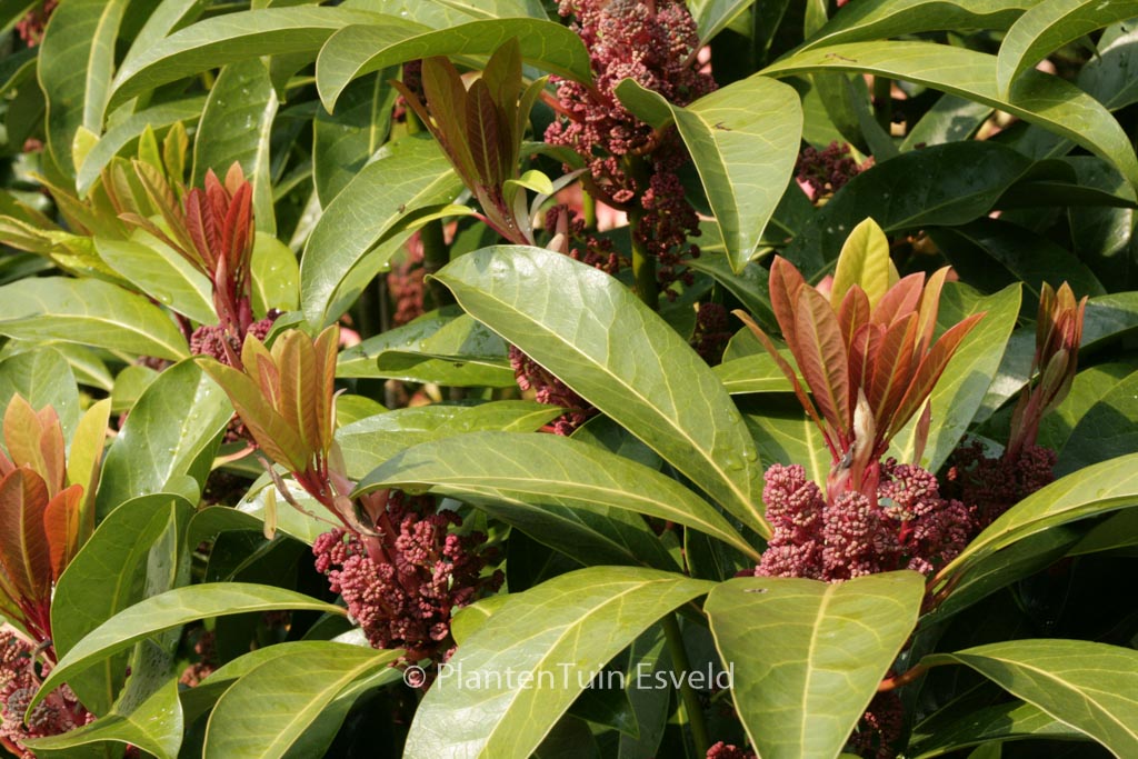 Daphniphyllum macropodum
