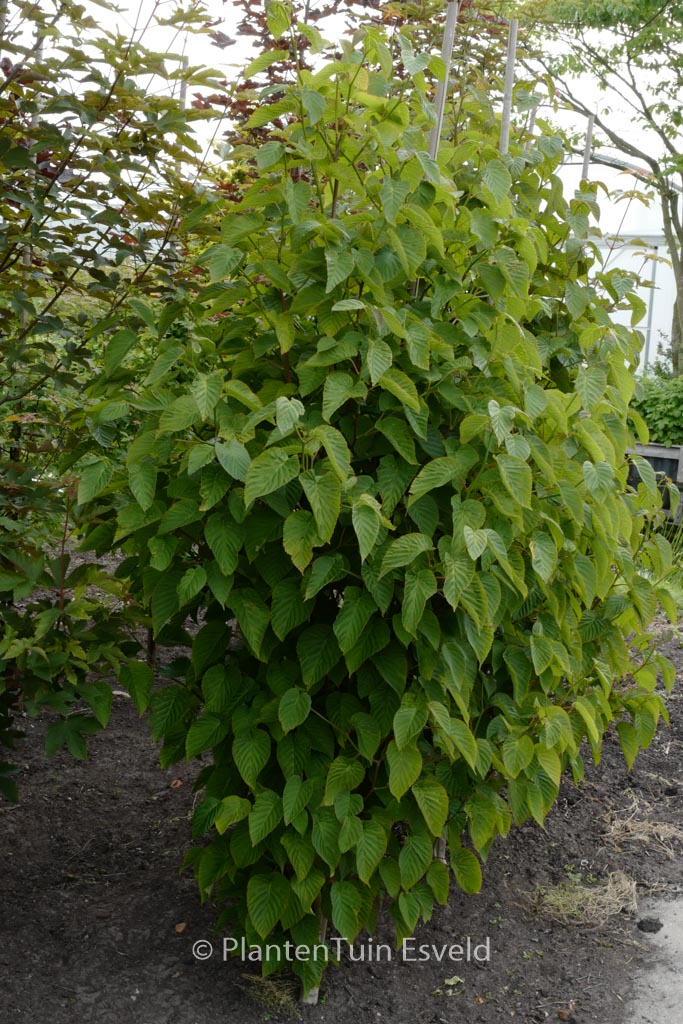 Davidia involucrata ‚Kylee’s Columnar‘