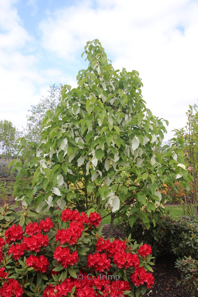 Davidia involucrata ‚Sonoma‘