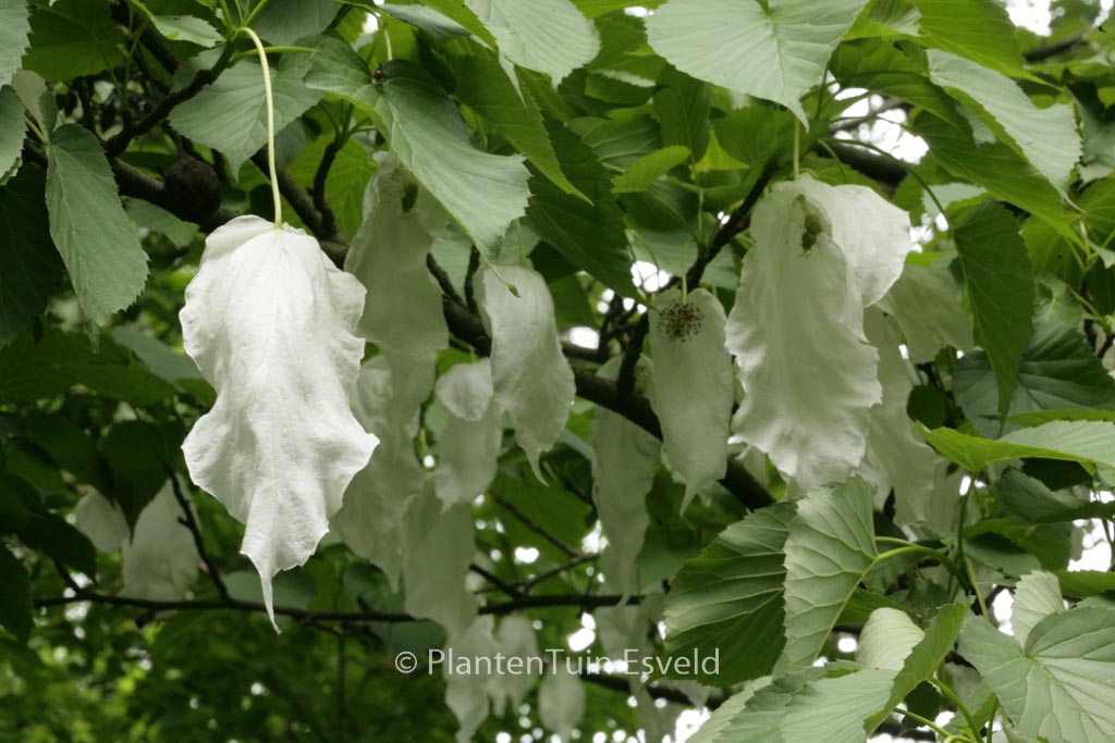 Davidia involucrata
