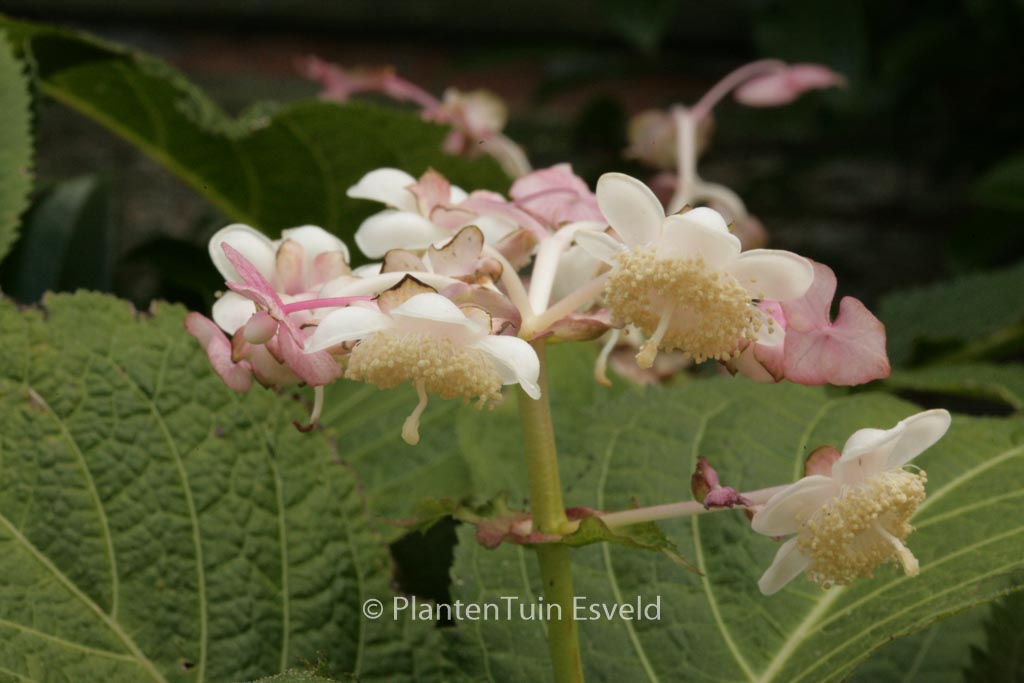 Deinanthe bifida ‚Pink Kii‘