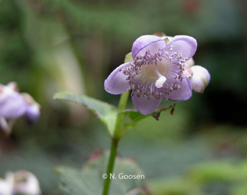 Deinanthe caerulea x bifida ‚Blue Wonder‘