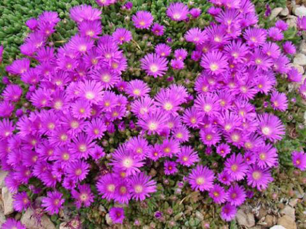 Delosperma ‚Lesotho‘