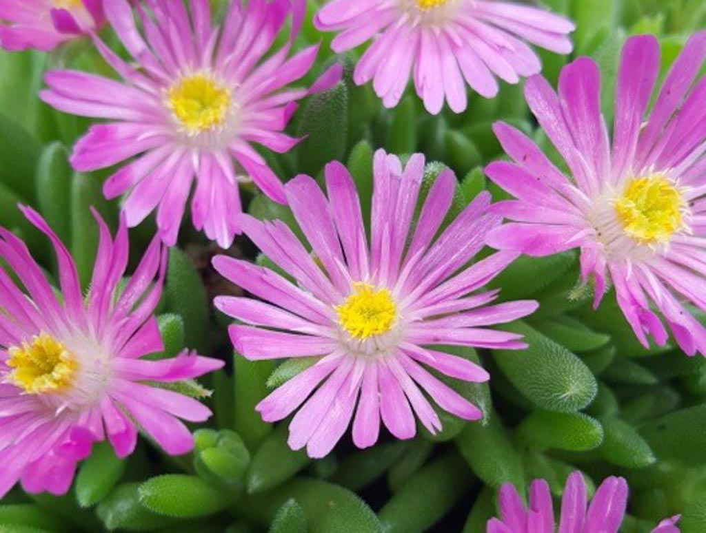 Delosperma cooperi ‚Jewel of Desert Candyston