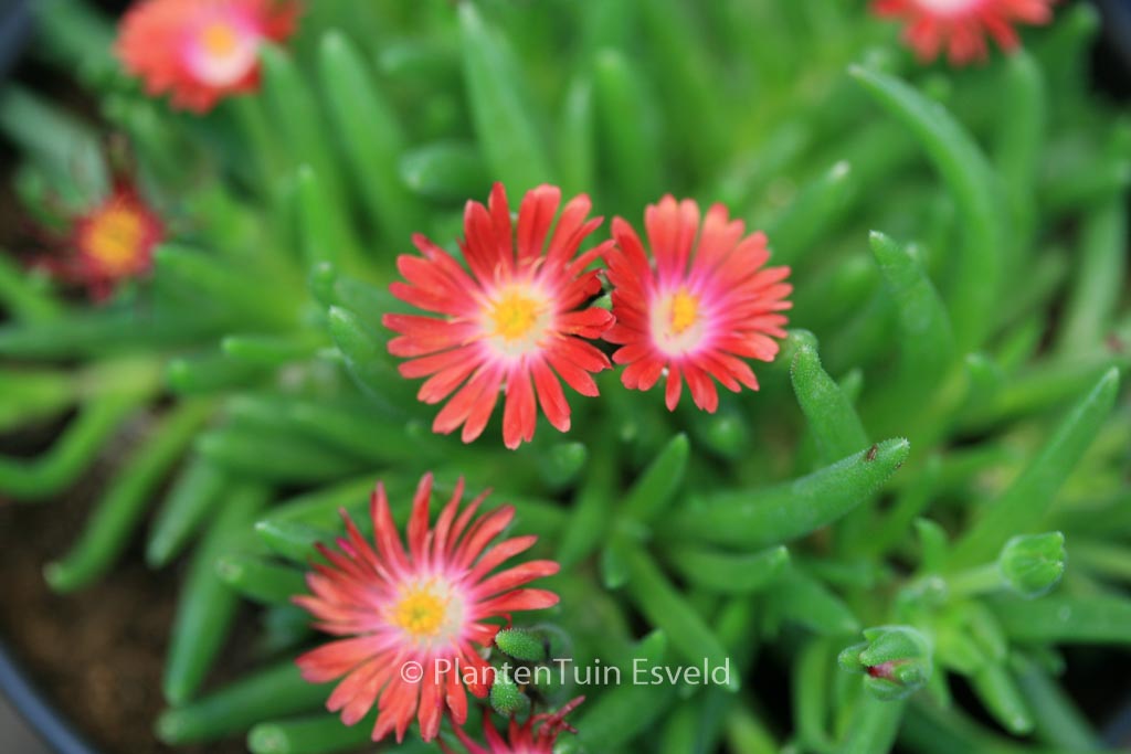 Delosperma cooperi ‚Jewel of Desert Garnet‘