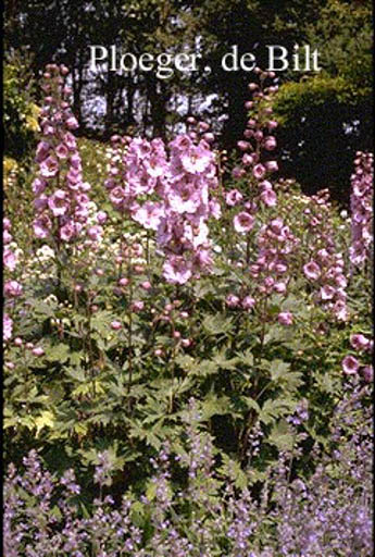 Delphinium ‚Astolat‘