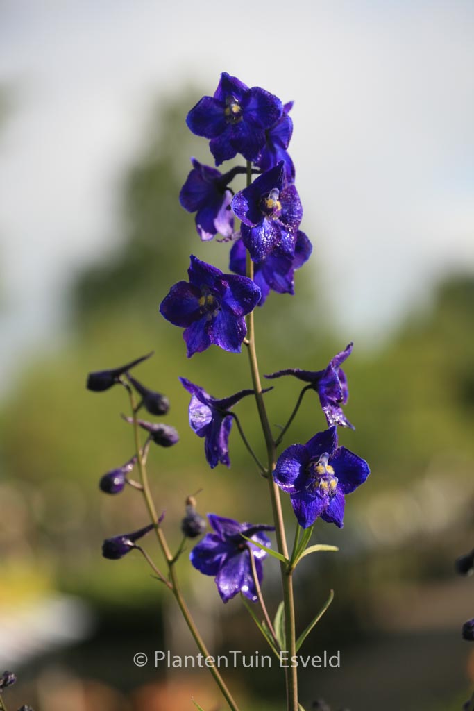 Delphinium ‚Atlantis‘