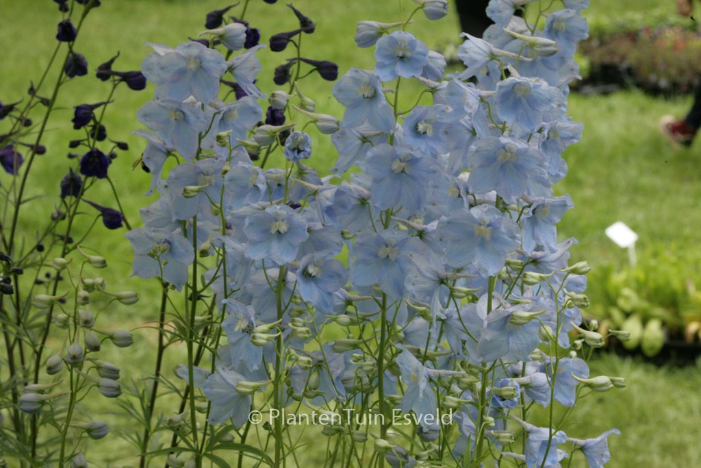 Delphinium ‚Ballkleid‘