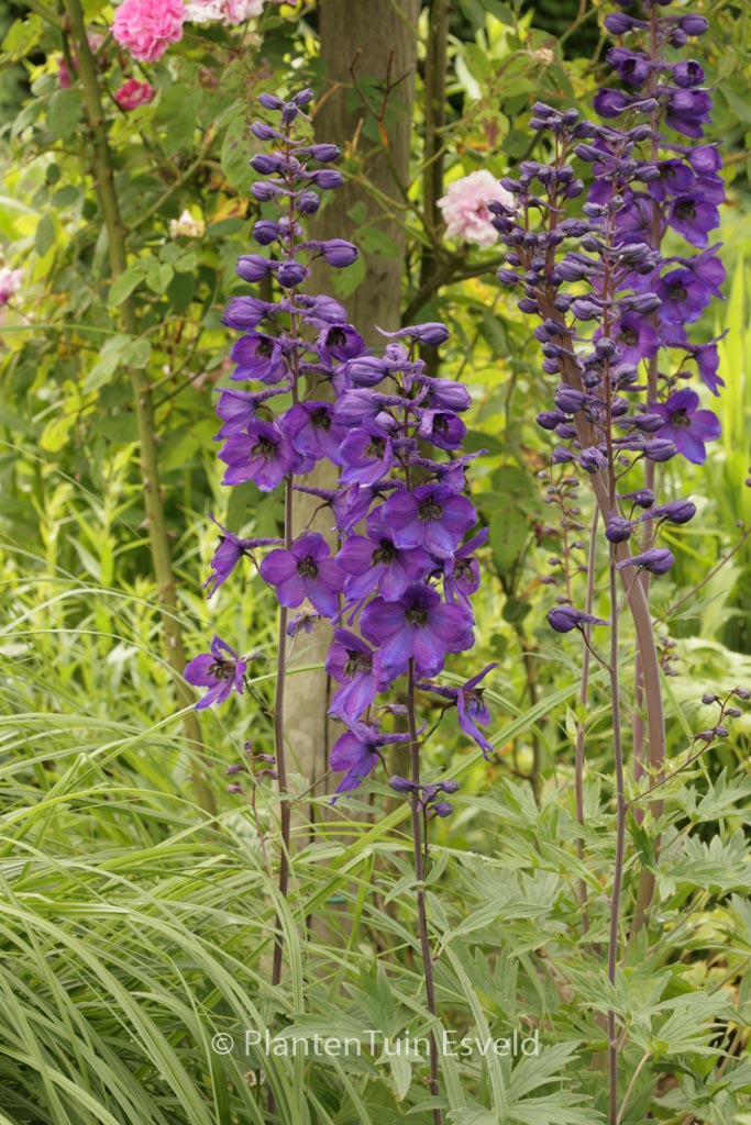 Delphinium ‚Black Knight‘