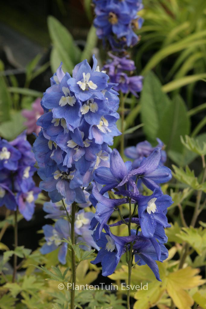 Delphinium ‚Blue Bird‘