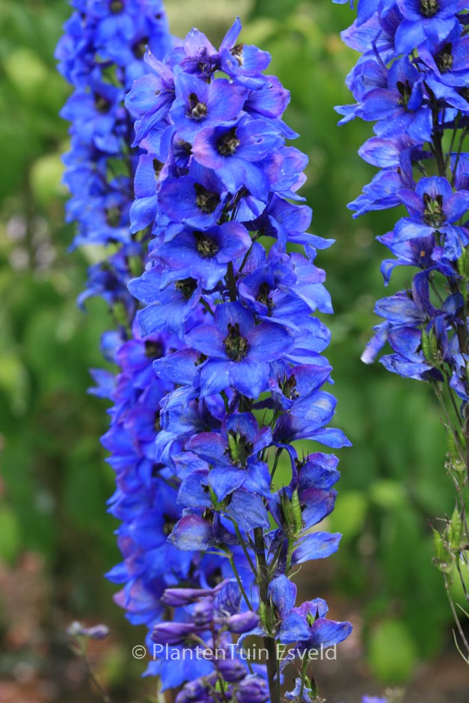 Delphinium ‚Finsteraarhorn‘