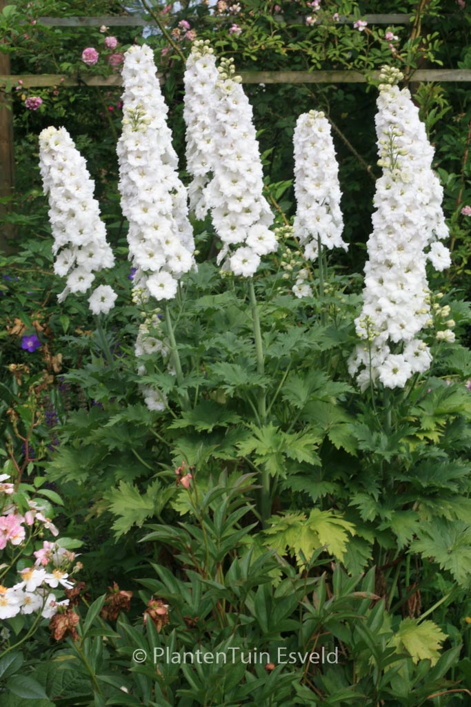 Delphinium ‚Galahad‘