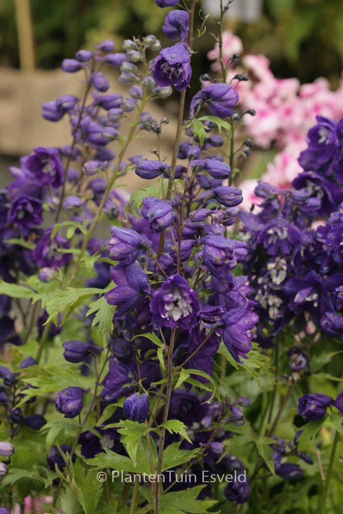 Delphinium ‚King Arthur‘