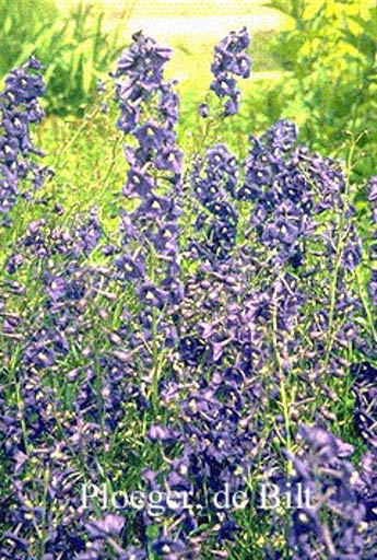 Delphinium ‚Kleine Nachtmusik‘