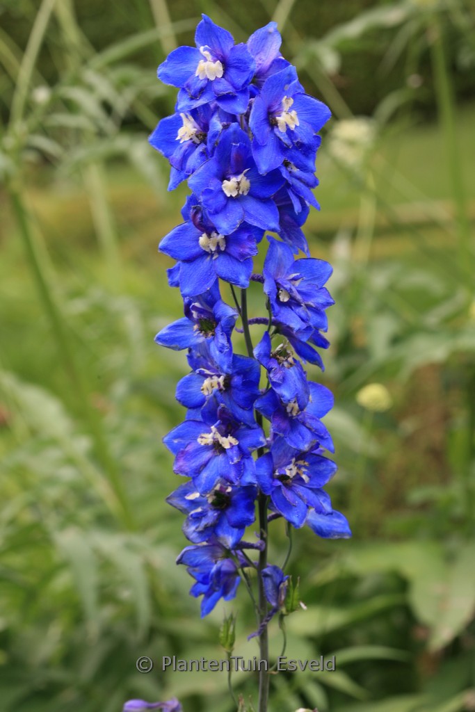 Delphinium ‚Lanzentraeger‘