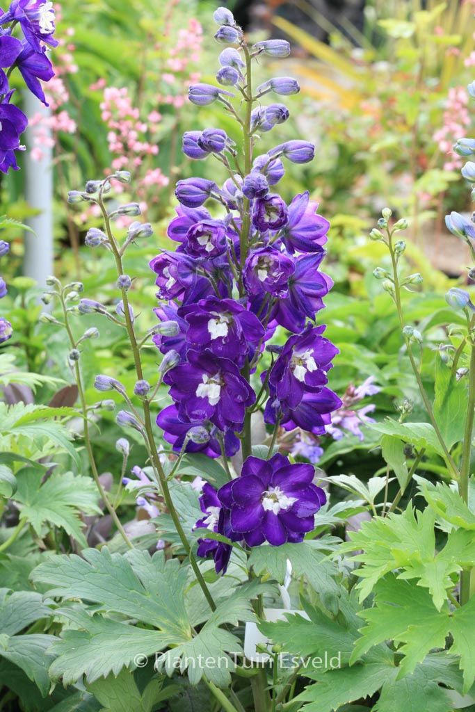 Delphinium ‚Magic Fountains‘