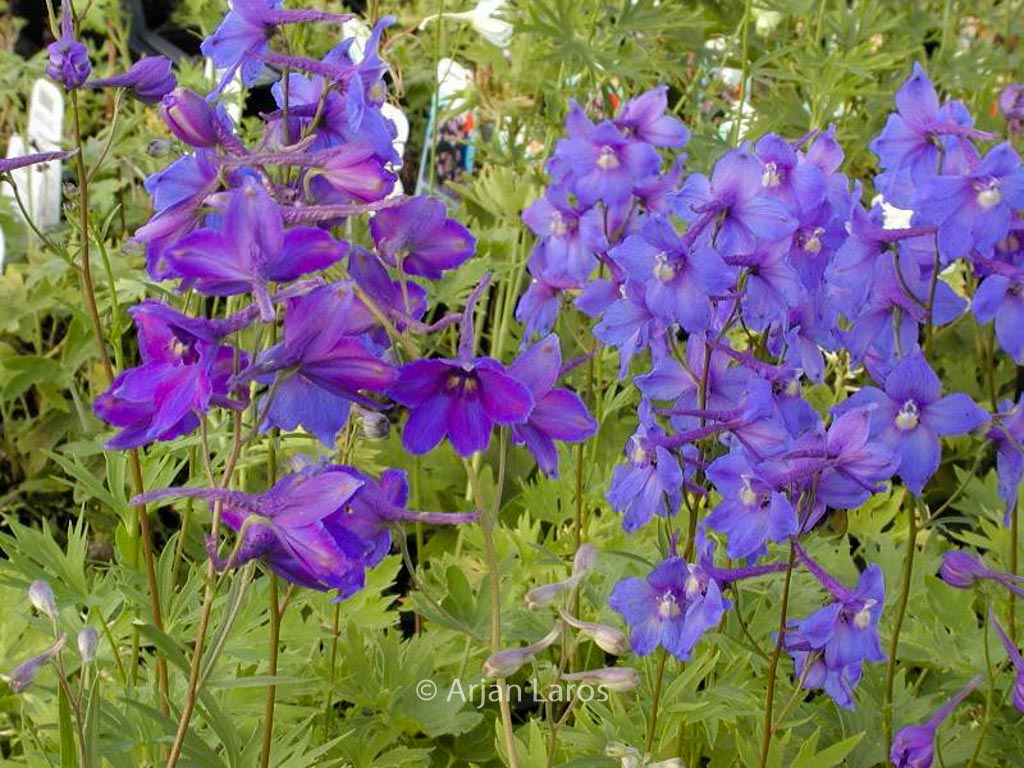 Delphinium ‚Piccolo‘