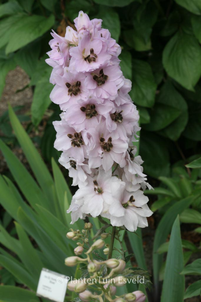 Delphinium ‚Sky Sensation‘