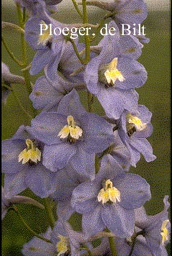 Delphinium ‚Summer Skies‘