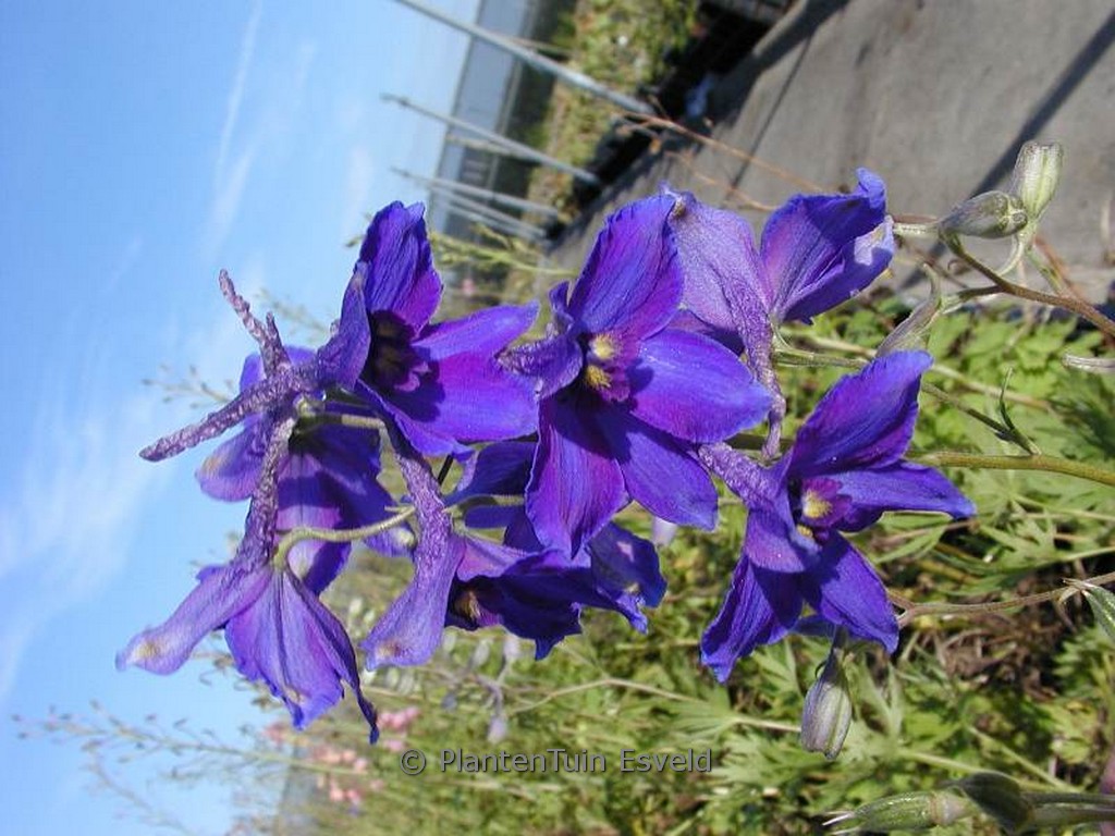 Delphinium ‚Völkerfrieden‘