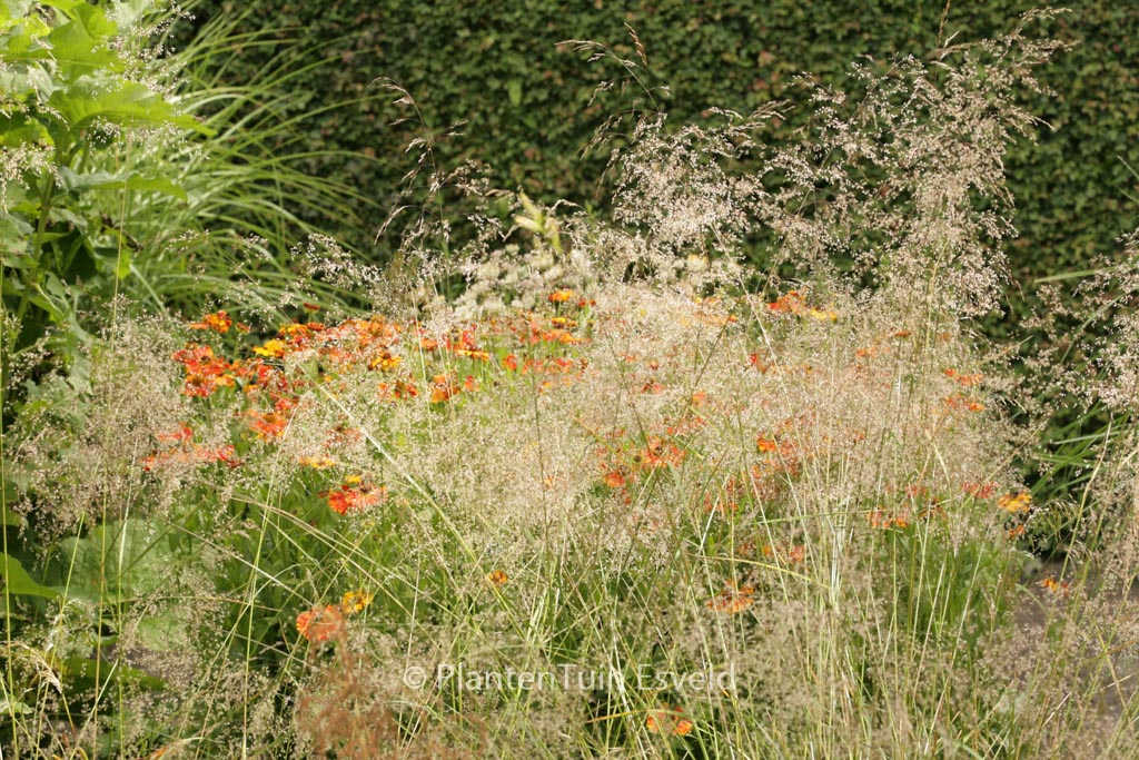 Deschampsia cespitosa ‚Bronzeschleier‘