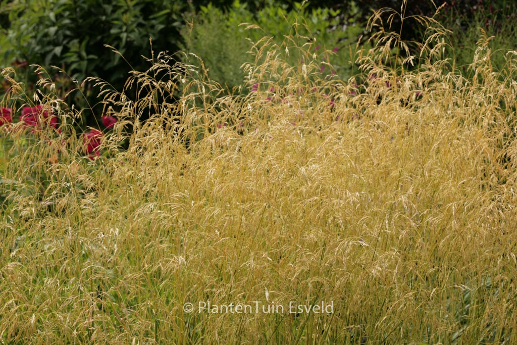 Deschampsia cespitosa ‚Goldschleier‘