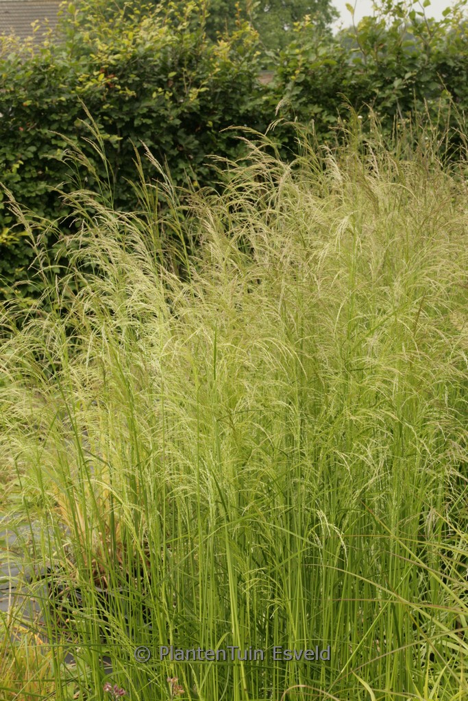 Deschampsia cespitosa ‚Tauträger‘