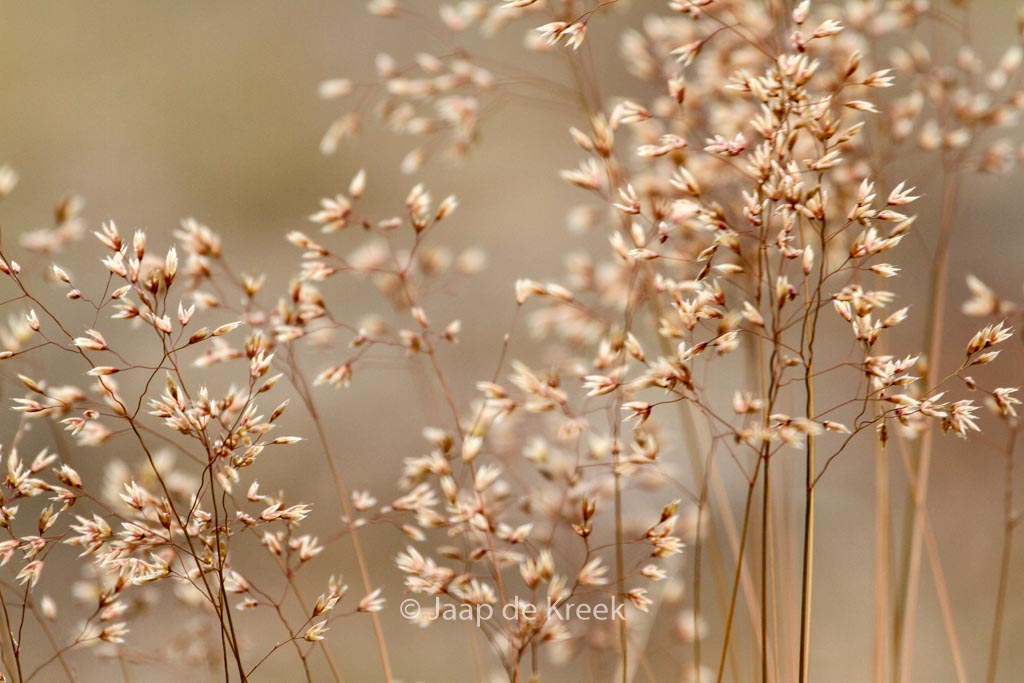 Deschampsia flexuosa