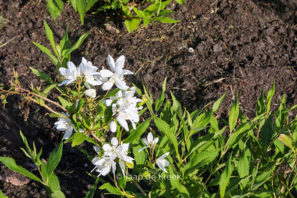 Deutzia ‚NCDX1‘ (YUKI SNOWFLAKE)