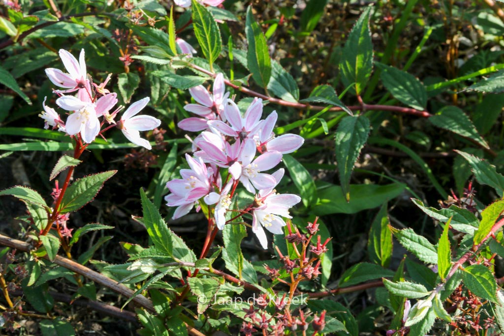 Deutzia ‚NCDX2‘ (YUKI CHERRY BLOSSOM)
