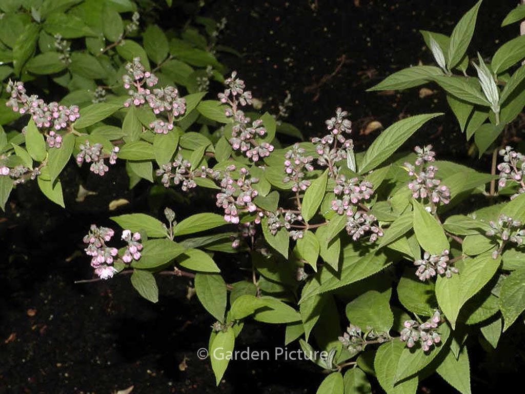 Deutzia ‚Rosea Plena‘