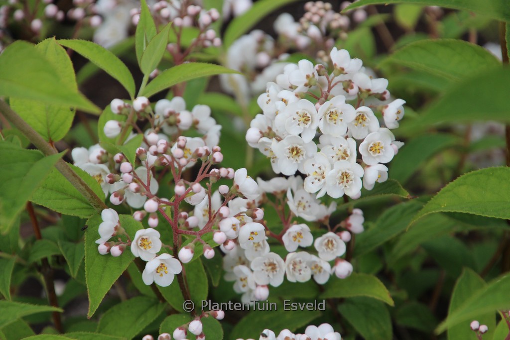 Deutzia compacta