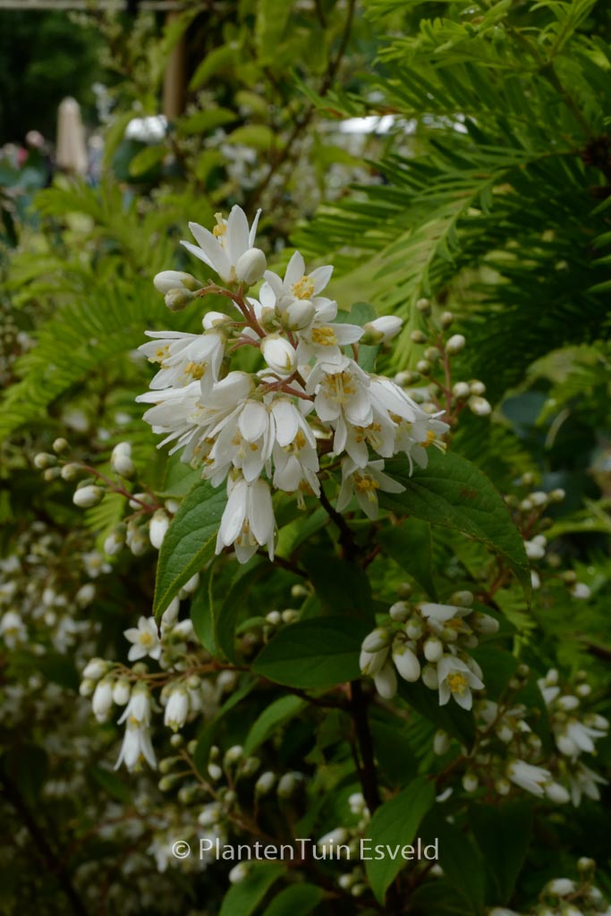 Deutzia crenata ‚Nimue‘